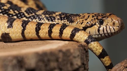 Cobra
esquilo do Pacífico ou cobra esquilo costeira, Pituophis catenifer sayi. Endêmico da América do Norte