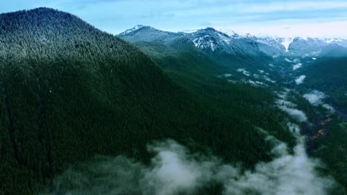 Summer green nature landscapes. Morning foggy mountain forest.