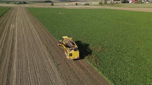 Harvester gathering beets in an expansive green field - aerial