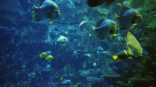 Fische schwimmen im großen Salzwasseraquarium