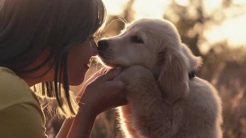 Little Golden Retriever Puppy Touching Nose of Its Owner with Love Happy Dog Spending Good Time on