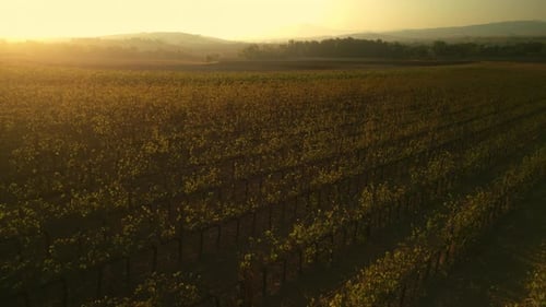 Scenic Vineyard Rows at Sunrise, Aerial Drone View