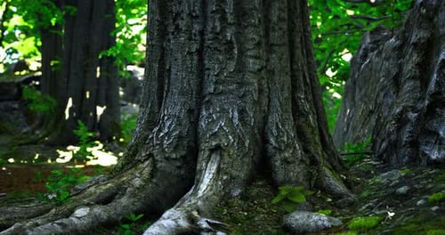 Explore the Ancient Roots of a Majestic Tree in a Lush Green Forest