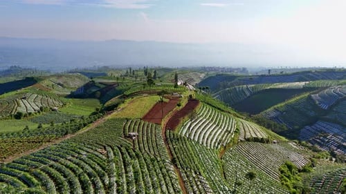 Morning aerial drone camera fly over vegetable plantation terrace on mountain slope