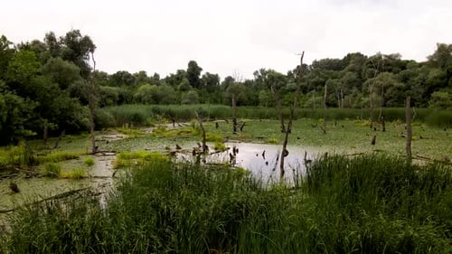 Grünalgen bedeckter Sumpf mit abgestorbenen Bäumen, umgeben von Wald. Kameratruck von links nach rechts auf dem
