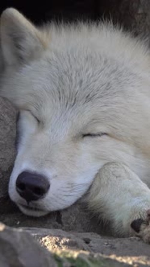 Lobo blanco durmiendo en las rocas