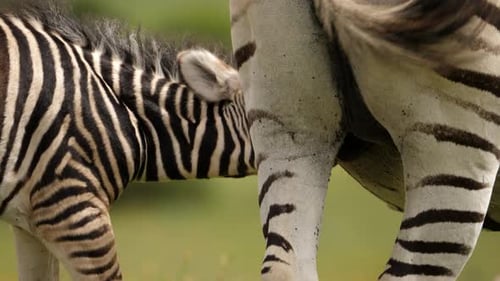 Rear view of baby zebra drinking milk from mother and shaking head, day