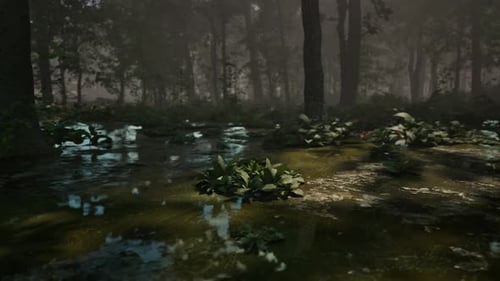 Mystic Foggy Swamp with Trees