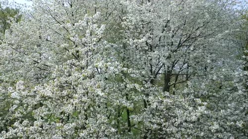 Die blühenden Bäume mit weißen Blüten im Frühling