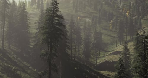 Majestic Forest Landscape with Sunlight Filtering Through Tall Trees