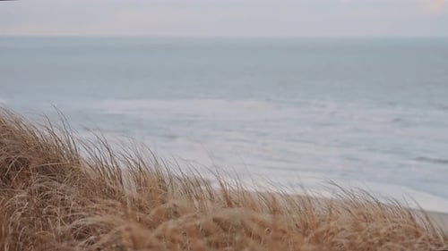 dry grass swaying in the wind in the coastal region facing the sea. slow motion