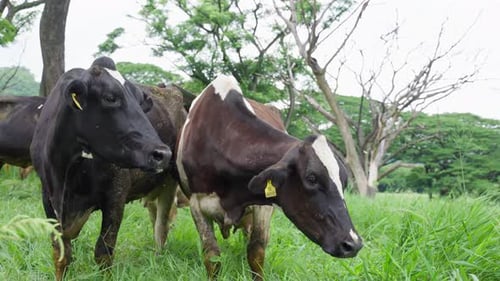 Herd of dairy cows eat organic grass in green meadow pasture field.