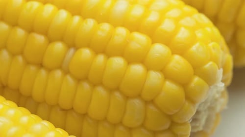 Closeup view of fresh sweet corn on the cob