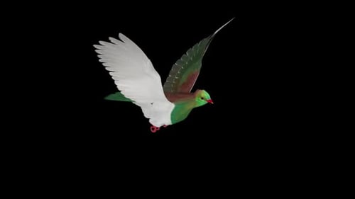 New Zealand Pigeon Bird Kereru - Flying Loop - Aerial Front Side Angle Close Up - Alpha Channel