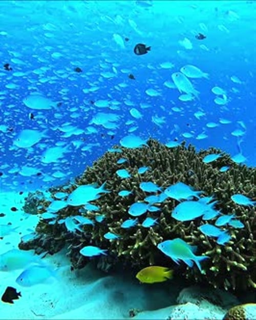 Un banc de poissons tropicaux nageant autour d'un récif corallien