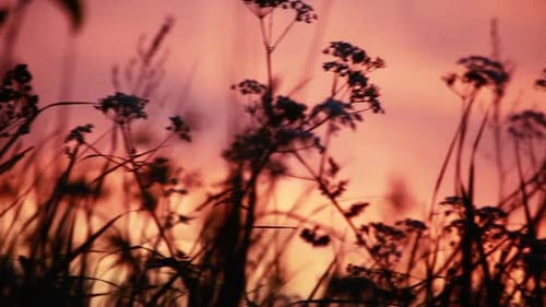 Silhouette d'herbe sur un coucher de soleil abstrait