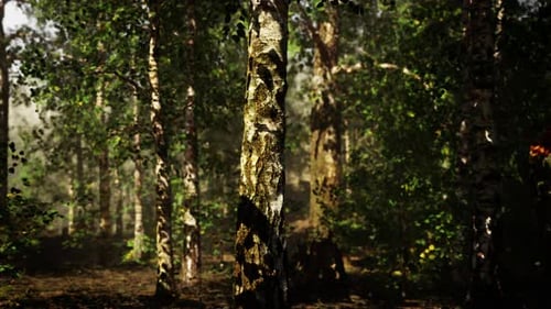 A Dense Birch Forest with Towering Trees Reaching Towards the Sky