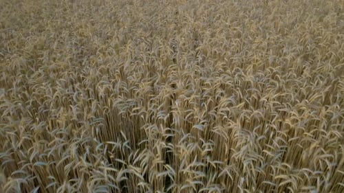 Aerial Footage of Low Altitude Wheat Field Flight