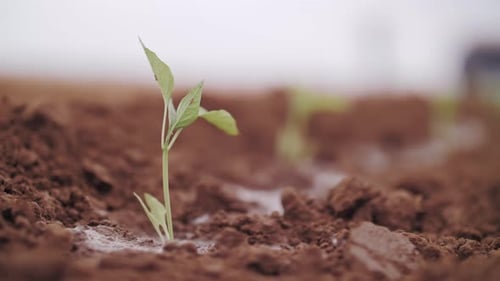 Small Green Seedling Sprout Growing in Fertile Soil on a Farm Field