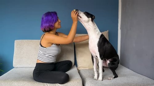 Woman Trains Loyal Dog with Treat on Couch