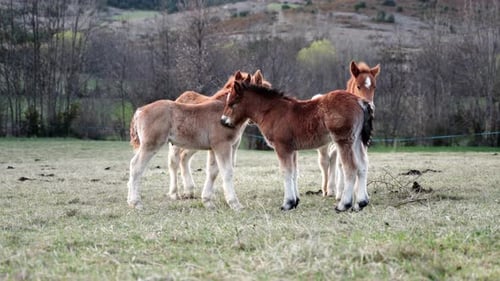 Herd of Cute Little Colt Horses Offspring in the Countryside at Sunset Animal Love Affection