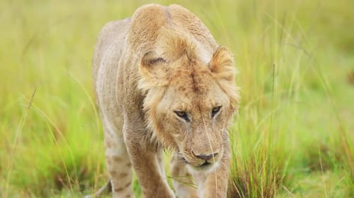 Majestic Lion Walking and Resting in Tall Grass