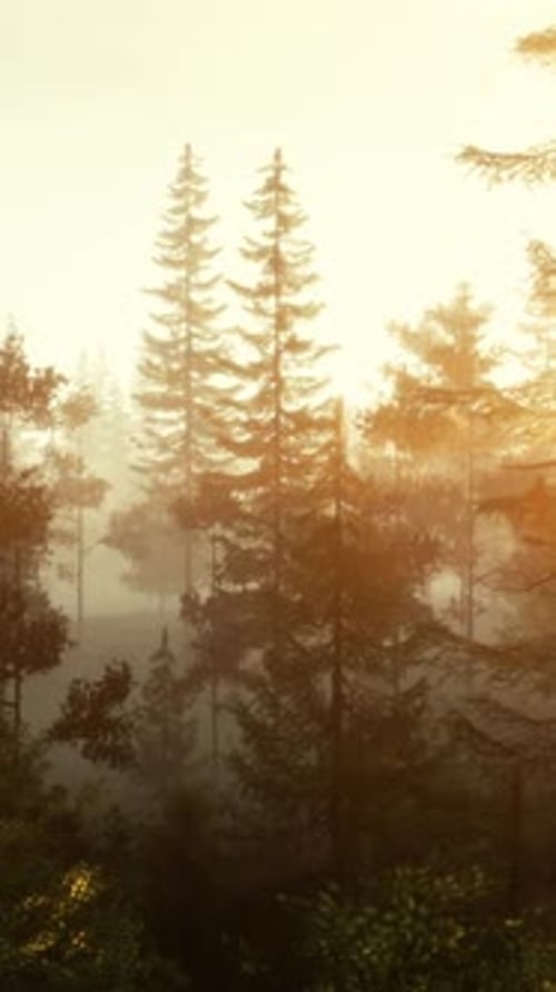 A Foggy Forest with Rays of Sunlight Filtering Through the Trees