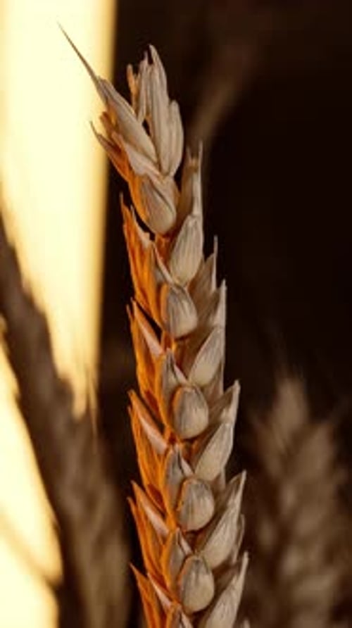 Vertical close-up macro shot of wheat ear in yellow orange sun flares, dolly slide movement