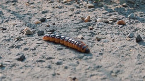 Orange And Black Caterpillar Walking Across Rough Ground