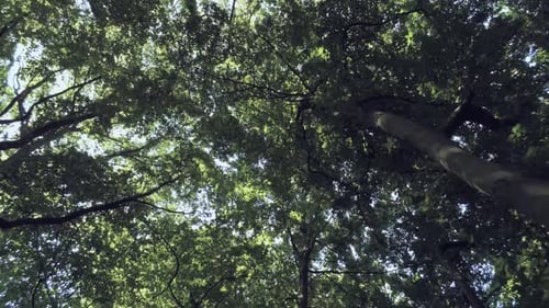 Tall Green Trees In A Lush Forest During Summer - Low-Angle Shot (Tracking)
