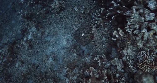 Sea Turtle Swim Underwater in Deep Ocean Over Corals
