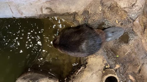Beaver diving into the splashing water