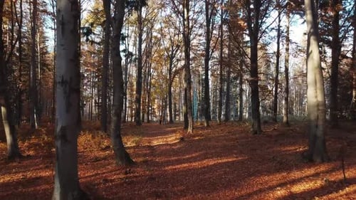 two friends people in autumn forest with beams through trees in slowmotion with falling leaves