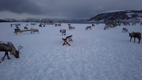 Herd of reindeers looking for food in snow, Tromso region, Northern Norway