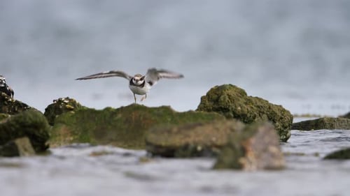Small shorebird flaps wings while perched on mossy rocks near the water's edge