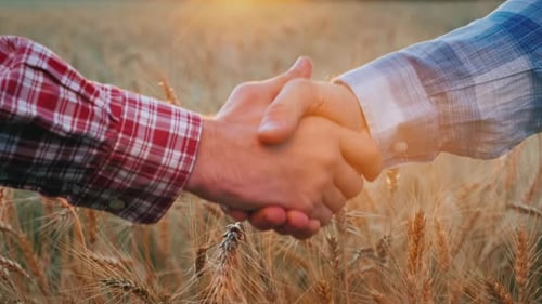 Two Farmers Shake Hands Against the Background of a Field of Wheat at Sunset