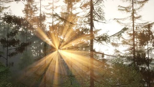 Glowing Sunbeams Piercing Pine Boughs