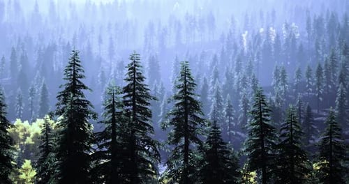Majestic Evergreen Forest Enveloped in Morning Mist at Sunrise