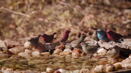 passerine bird in waterhole in Kruger National park, South Africa