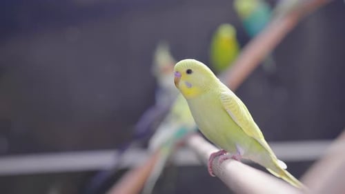 Slow Motion of a Yellow Parakeet in a Bird Cage with Other Birds