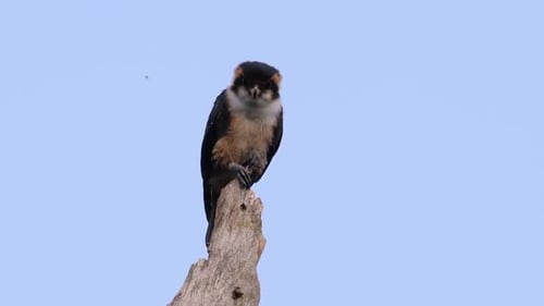 Bird of Prey on Branch