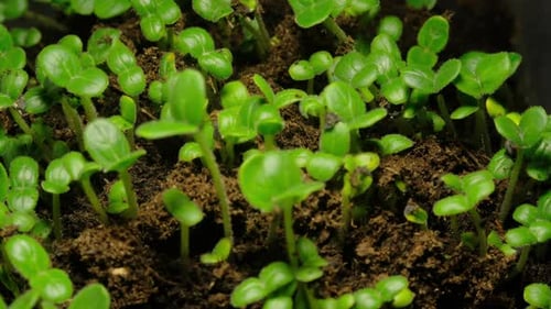 Schönheit der Natur: Wachstumsprozess, wenn Samen keimen und zu kleinen Pflanzen sprießen.