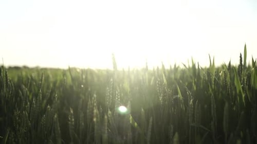 Young girl walks through green wheat field and touches the wheatear