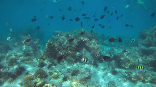 Underwater clip showing different species of fish swimming over the coral reef.