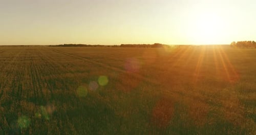 Flug in niedriger Höhe über einem ländlichen Sommerfeld mit endloser gelber Landschaft am sonnigen Sommerabend