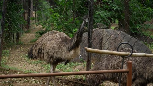 In a fenced area, there are trees and an emu, along with another large bird near a fence