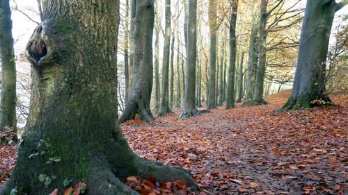 Autumn forest deep woodland fall foliage vibrant rural countryside dolly right across autumn leaf fo