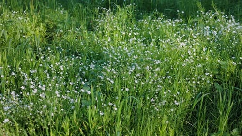 A lush green meadow filled with small white wildflowers under soft sunlight