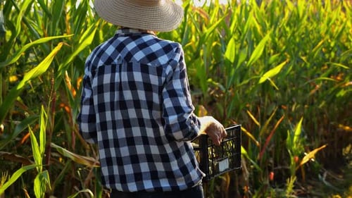 Female Farmer with Plastic Harvest Box Explores Corn Stems While Going at Field Adult Beautiful