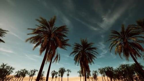 Relaxing Sunset with Swaying Palms and Vibrant Clouds in View